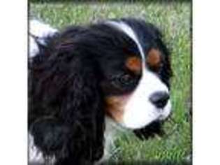 Cavalier King Charles Spaniel Puppy for sale in Sterling, CO, USA