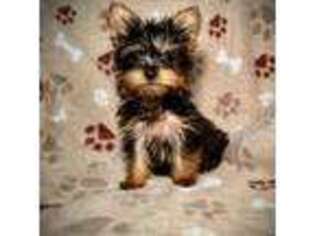 Yorkshire Terrier Puppy for sale in Godwin, NC, USA