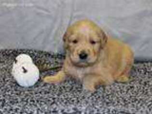Golden Retriever Puppy for sale in El Dorado Springs, MO, USA