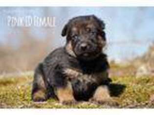 German Shepherd Dog Puppy for sale in Walnut Cove, NC, USA
