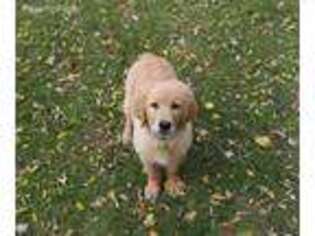 Golden Retriever Puppy for sale in Lancaster, MN, USA