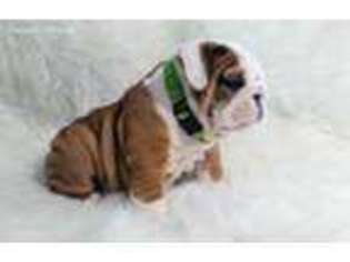 Bulldog Puppy for sale in Lincoln, NE, USA