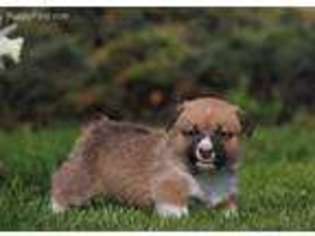 Pembroke Welsh Corgi Puppy for sale in Drumore, PA, USA