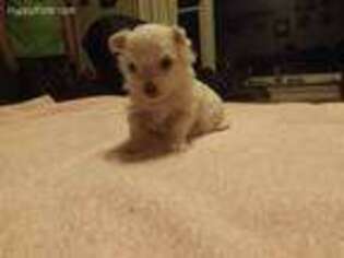 Maltese Puppy for sale in Lake Toxaway, NC, USA