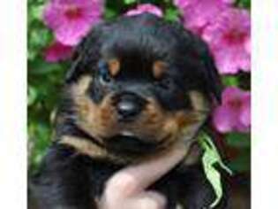 Rottweiler Puppy for sale in Hooper, UT, USA