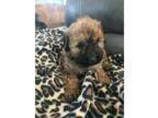 Mutt Puppy for sale in Clinton, IA, USA