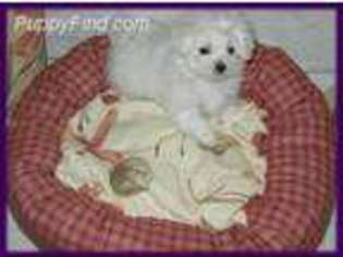 Maltese Puppy for sale in Merrillville, IN, USA