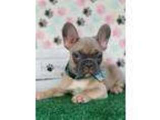 French Bulldog Puppy for sale in Laredo, TX, USA