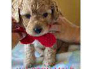 Goldendoodle Puppy for sale in Graham, MO, USA