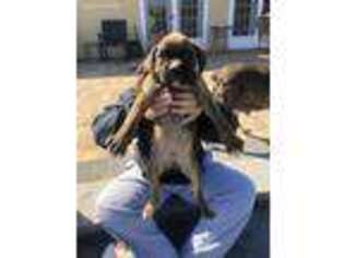 Boxer Puppy for sale in Williamstown, NJ, USA