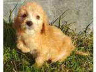 Goldendoodle Puppy for sale in Denton, TX, USA