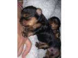 Yorkshire Terrier Puppy for sale in Seattle, WA, USA