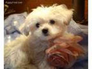 Maltese Puppy for sale in Dunnellon, FL, USA