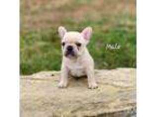 French Bulldog Puppy for sale in Bidwell, OH, USA