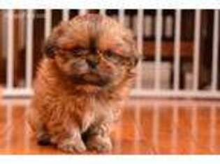Mutt Puppy for sale in Bayard, NM, USA