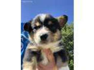Pembroke Welsh Corgi Puppy for sale in Kerrville, TX, USA