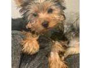 Yorkshire Terrier Puppy for sale in La Vergne, TN, USA