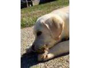 Labrador Retriever Puppy for sale in Vallonia, IN, USA