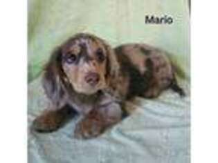 Dachshund Puppy for sale in Louisa, VA, USA