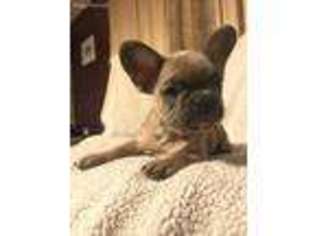 French Bulldog Puppy for sale in York Springs, PA, USA