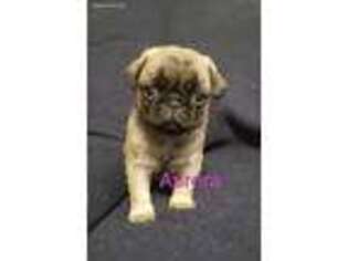 Pug Puppy for sale in Otisville, MI, USA