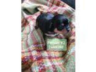 Chihuahua Puppy for sale in Darien Center, NY, USA