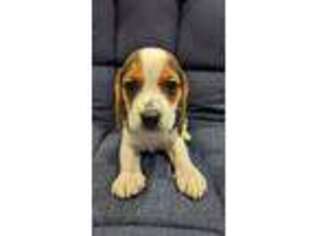 Beagle Puppy for sale in Staten Island, NY, USA