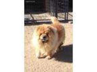 Chow Chow Puppy for sale in Stagecoach, NV, USA