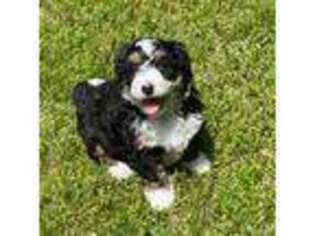 Mutt Puppy for sale in Jackson, MI, USA