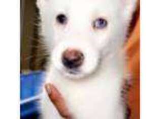 Siberian Husky Puppy for sale in Beverly, MA, USA