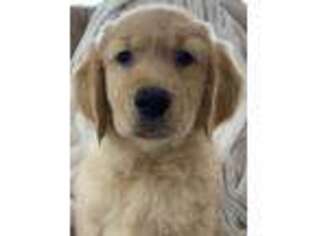Golden Retriever Puppy for sale in Ridgeley, WV, USA