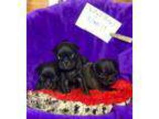 Pug Puppy for sale in Huffman, TX, USA