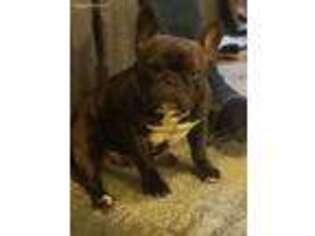 French Bulldog Puppy for sale in Wichita, KS, USA