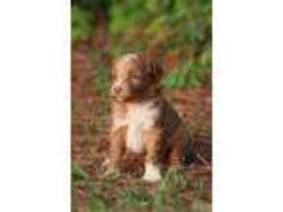 Mutt Puppy for sale in Harviell, MO, USA