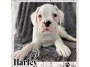 Boxer Puppy for sale in Addison, IL, USA