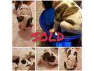 American Bulldog Puppy for sale in Clay, NY, USA