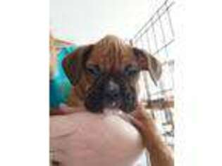 Boxer Puppy for sale in Monett, MO, USA