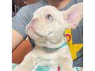 French Bulldog Puppy for sale in Harlingen, TX, USA