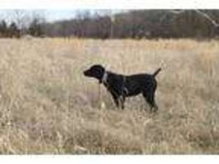 German Shorthaired Pointer Puppy for sale in Cole Camp, MO, USA