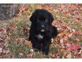 Medium Photo #1 Mutt Puppy For Sale in Fort Collins, CO, USA