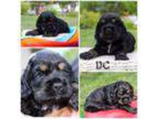 Cocker Spaniel Puppy for sale in Rigby, ID, USA