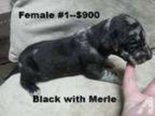 Great Dane Puppy for sale in MARION, IN, USA