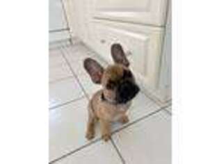 French Bulldog Puppy for sale in Merrimack, NH, USA