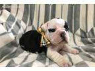 Bulldog Puppy for sale in Liberty Center, OH, USA