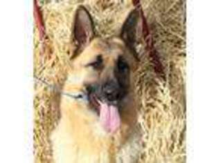 German Shepherd Dog Puppy for sale in Junction City, OR, USA