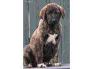 Medium Photo #1 Anatolian Shepherd Puppy For Sale in Grants Pass, OR, USA