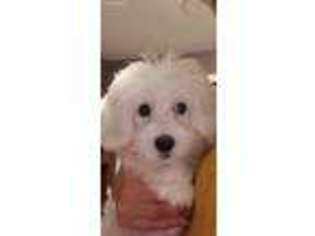 Coton de Tulear Puppy for sale in Yonkers, NY, USA