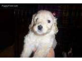 Labradoodle Puppy for sale in Perryville, AR, USA