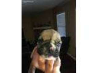 Bulldog Puppy for sale in Cedar Hill, TX, USA
