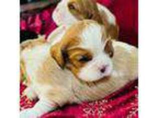 Cavalier King Charles Spaniel Puppy for sale in Tunbridge, VT, USA